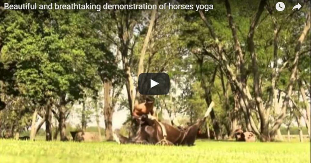 Horse Yoga – I Have No Words To Describe This