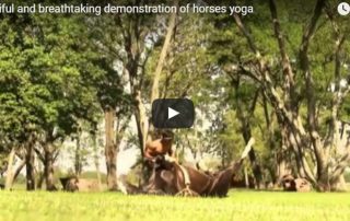 Horse Yoga – I Have No Words To Describe This